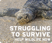 Help wildlife now